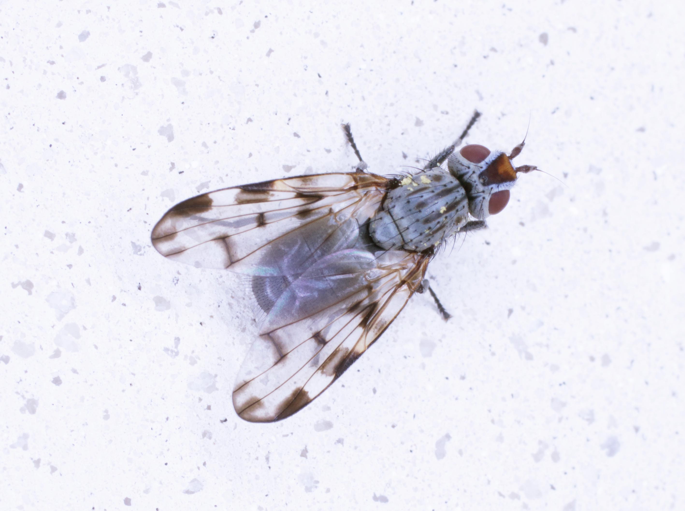 Ulidiidae: cfr. Otites formosa